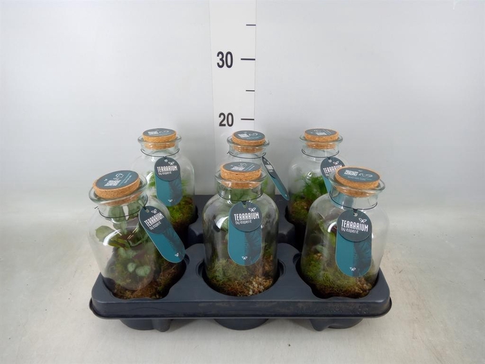 <h4>Arr. Planten L%</h4>