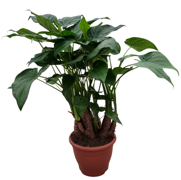 <h4>Alocasia Multitrunk Green 26 cm</h4>
