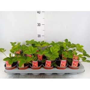 Fragaria ananassa 'Elsanta'