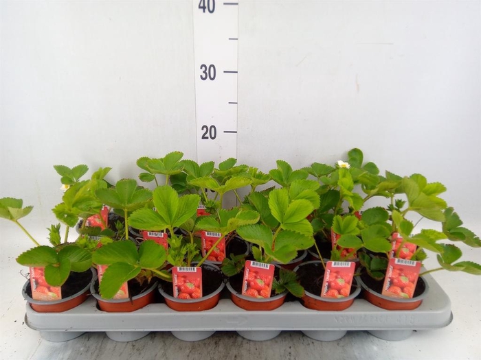 <h4>Fragaria ananassa 'Elsanta'</h4>