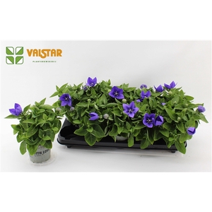 Platycodon 12cm astra Blauw