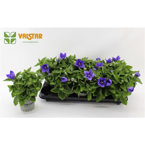 <h4>Platycodon 12cm astra Blauw</h4>