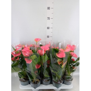 Anthurium  'Karma Pink'