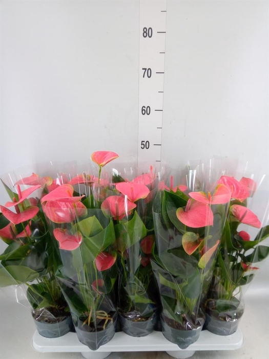 <h4>Anthurium  'Karma Pink'</h4>
