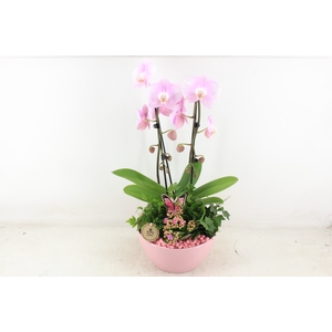 arr2 PL - Ker. schaal dido Roze Phal.