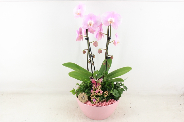<h4>arr2 PL - Ker. schaal dido Roze Phal.</h4>