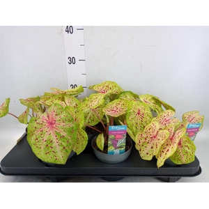 Caladium  'Miss Muffet'