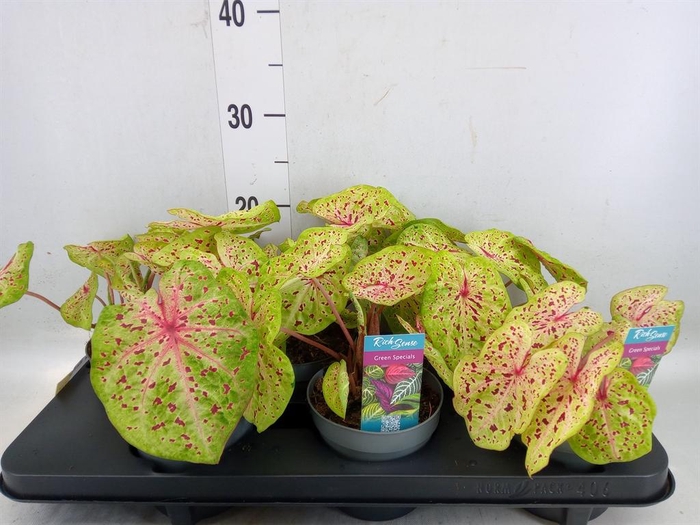<h4>Caladium  'Miss Muffet'</h4>