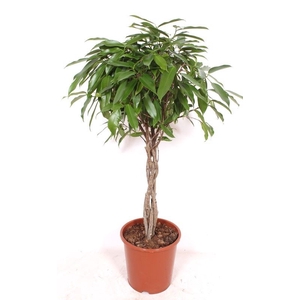 Ficus Amstel King
