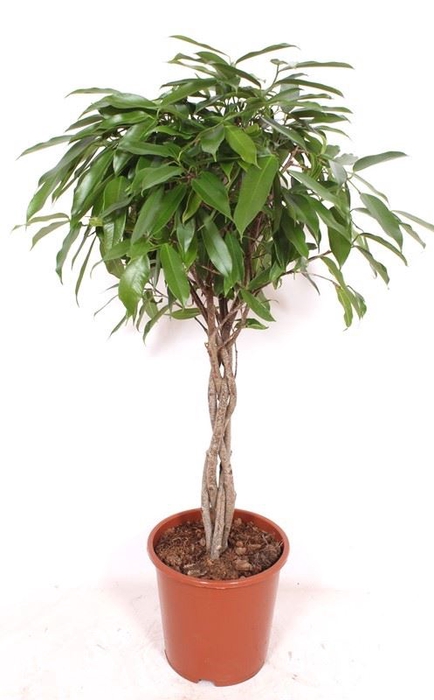 <h4>Ficus Amstel King</h4>