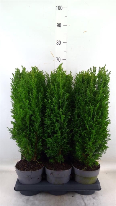 <h4>Chamaecyparis laws. 'Ellwoodii'</h4>