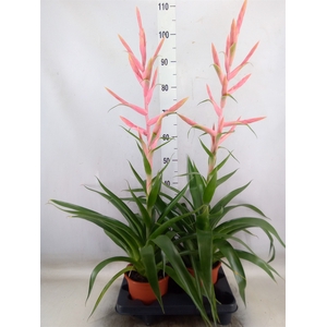 Tillandsia  'Dolce'