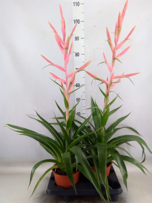 <h4>Tillandsia  'Dolce'</h4>