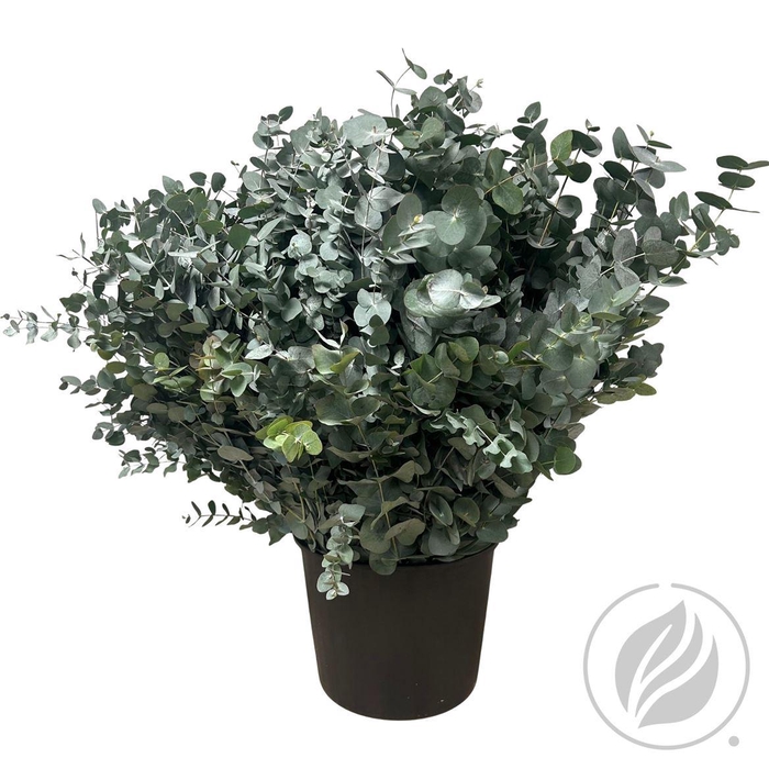 <h4>Euca Cinerea 400gr</h4>