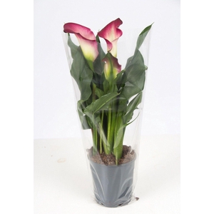 Zantedeschia pink P&PURE Collection