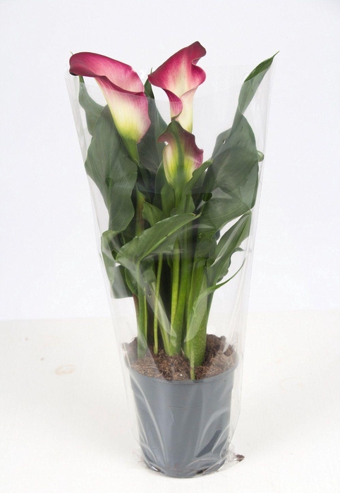 <h4>Zantedeschia pink P&PURE Collection</h4>
