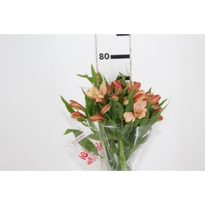 ALSTROEMERIA CANYON 080 CM
