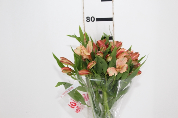 <h4>ALSTROEMERIA CANYON 080 CM</h4>