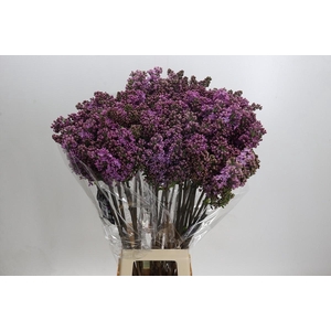 Lilac Vulg Ruhm Von Horstenstein