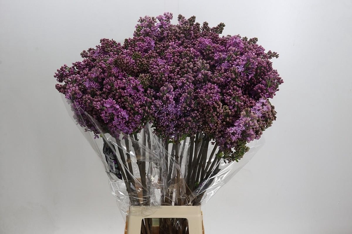 <h4>Lilac Vulg Ruhm Von Horstenstein</h4>