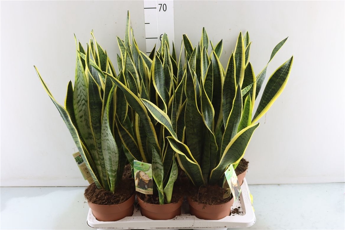 <h4>Sansevieria Laurentii</h4>