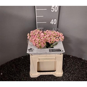 Ran A Pink Perfection Rosa