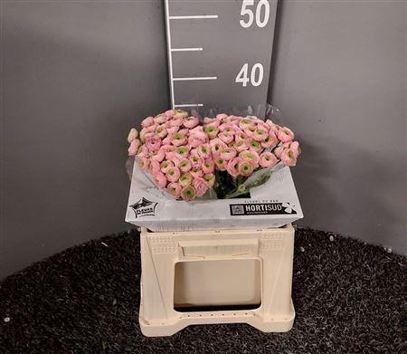 <h4>Ran A Pink Perfection Rosa</h4>