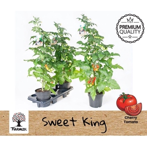 TOMATENPLANTEN