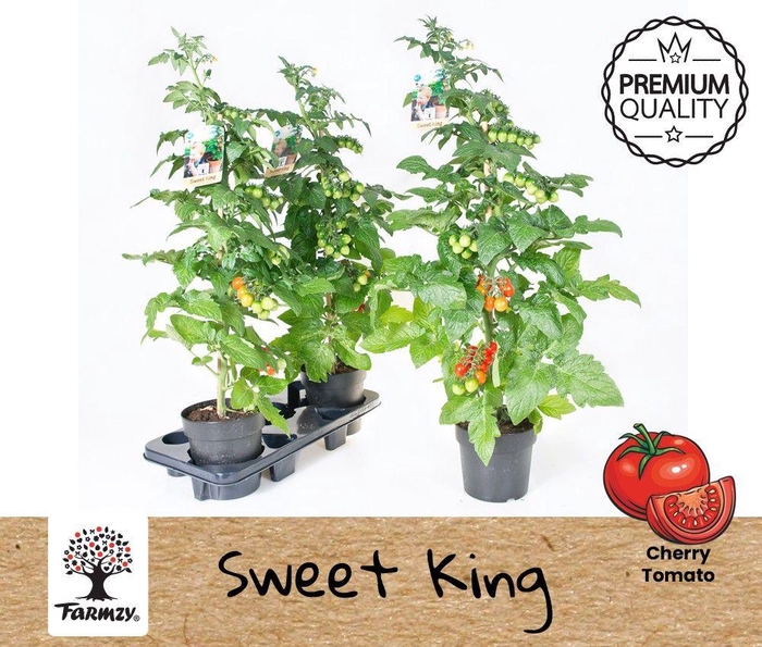 <h4>TOMATENPLANTEN</h4>