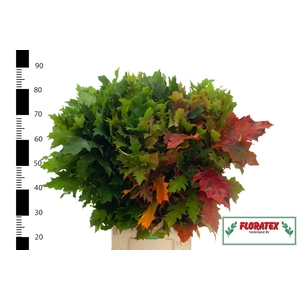 QUERC RUBRA