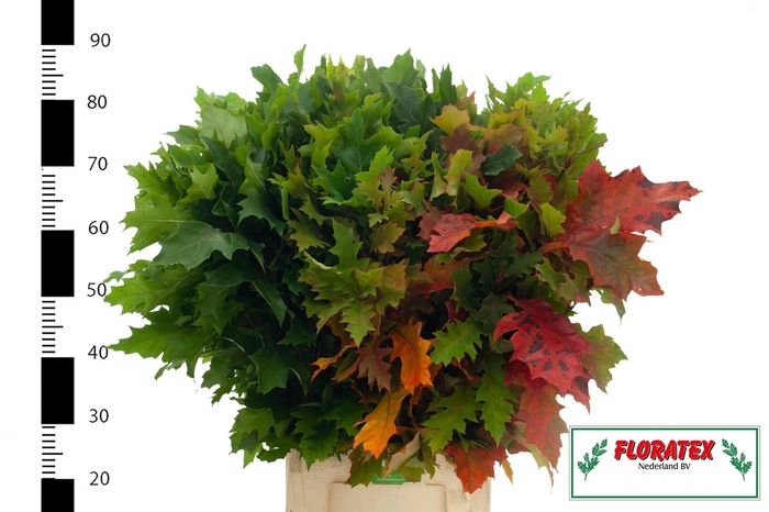 <h4>Quercus Rubra Multigreens</h4>