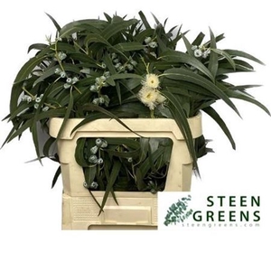 Euca Globulus Blad Bs