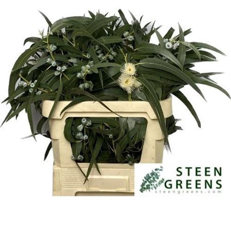 <h4>Euca Globulus Blad Bs</h4>