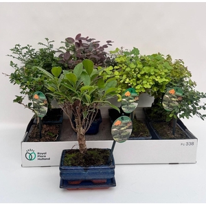 Bonsai Gem