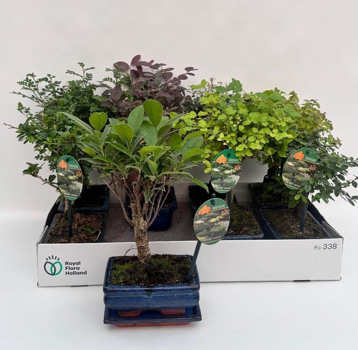 <h4>Bonsai Gem</h4>