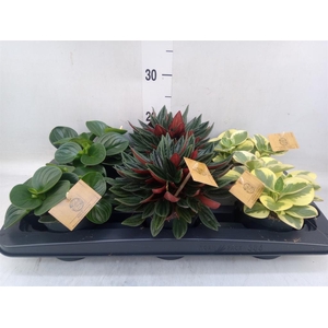Peperomia   ...mix