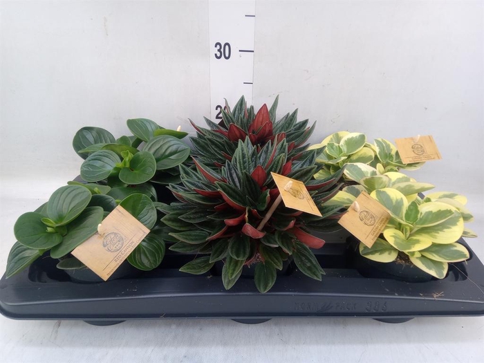 <h4>Peperomia   ...mix</h4>