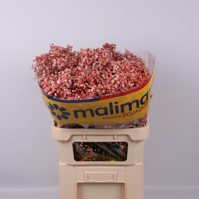 <h4>GYPS KLB H%</h4>