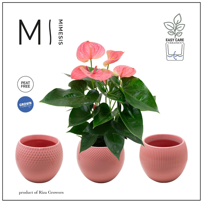 <h4>Mimesis Anthurium KARMA Pink - Bolivia Pink</h4>