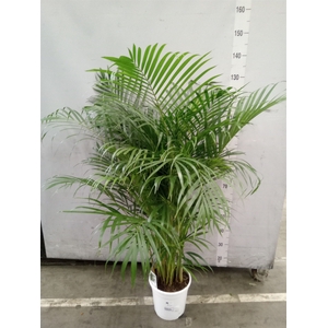 Dypsis lutescens   ...Chrysalidoca