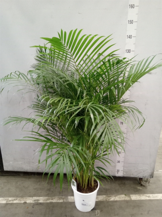 <h4>Dypsis lutescens   ...Chrysalidoca</h4>