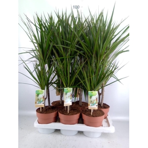 Dracaena marg.