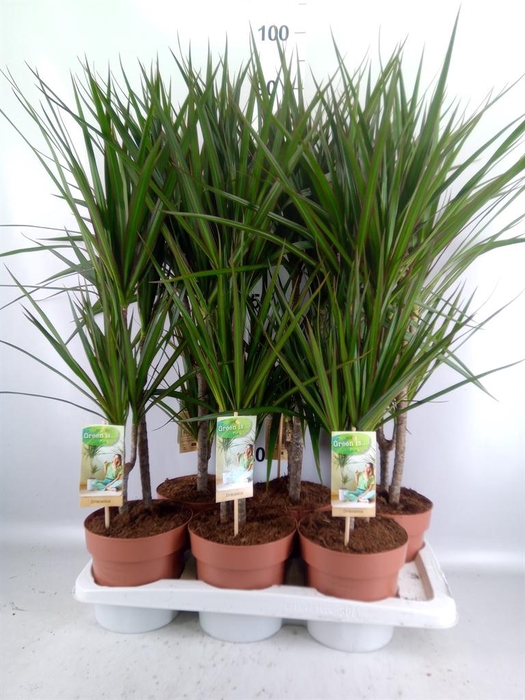 <h4>Dracaena marg.</h4>