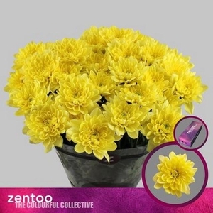 Chrys sp altaj yellow