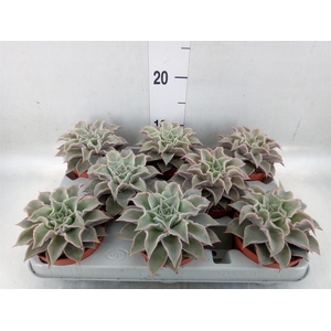 Echeveria   ...