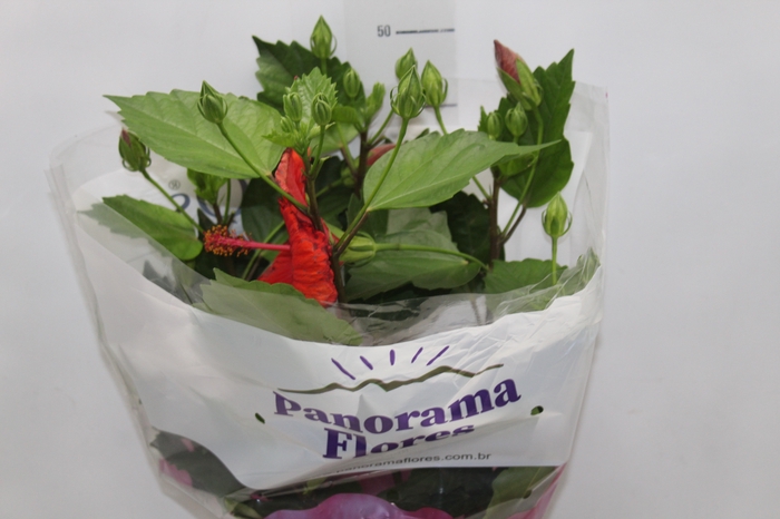 【Ebi Botanical Life】 20250514154853_2427997573_D.webp