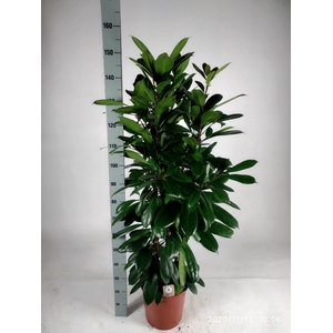 FICUS CYATHISTIPULA