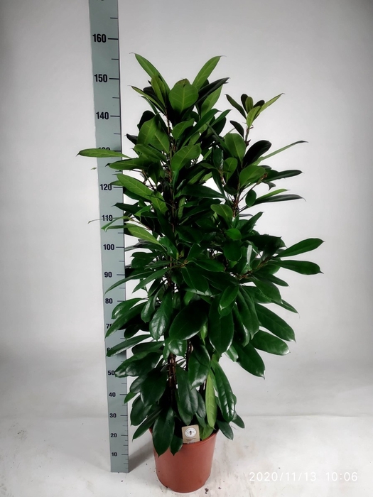 <h4>FICUS CYATHISTIPULA</h4>