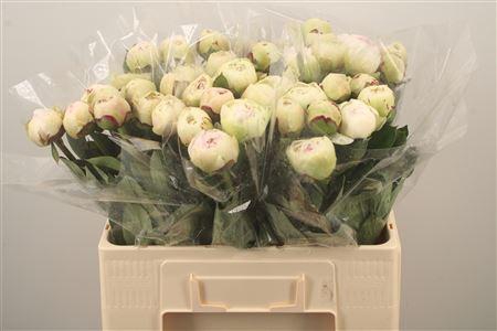 <h4>Paeo L Odile</h4>