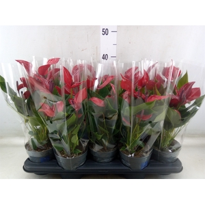 Anthurium  'Banderola Lava'